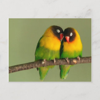 Lovely Paar of Lovebird Briefkaart