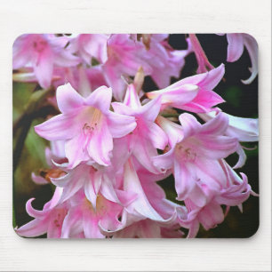 Lovely Pink Belladonna Amaryllis Lilies Muismat