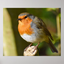 Lovely Robin Poster