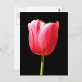 Lovely Single Tulip Bloom Briefkaart (Voorkant / Achterkant)