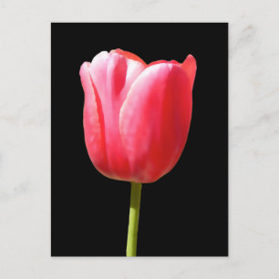 Lovely Single Tulip Bloom Briefkaart