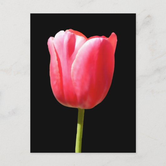 Lovely Single Tulip Bloom Briefkaart (Voorkant)