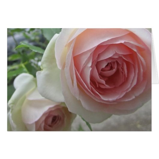 Lovely Soft Pink Pierre De Ronsard-Roos Kaarten (Voorkant Horizontaal)