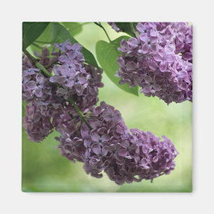 Lovely Spring Magnet Magneet