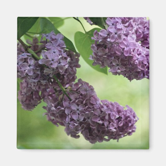 Lovely Spring Magnet Magneet (Voorkant)