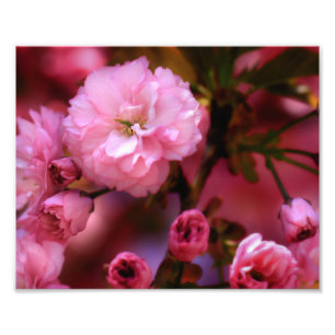 Lovely Spring roze Cherry Blossom Foto Afdruk