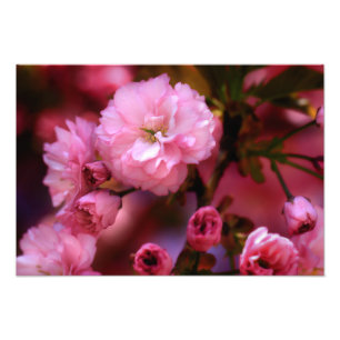 Lovely Spring roze Cherry Blossom Foto Afdruk