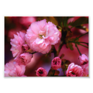 Lovely Spring roze Cherry Blossom Foto Afdruk
