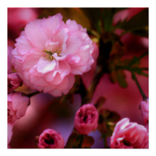 Lovely Spring roze Cherry Blossom Perfect Poster