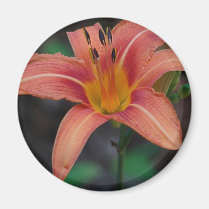 Lovely Tawny Daylily Apparel en Gifts Magneet