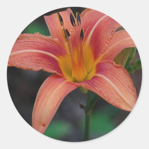 Lovely Tawny Daylily Apparel en Gifts Ronde Sticker