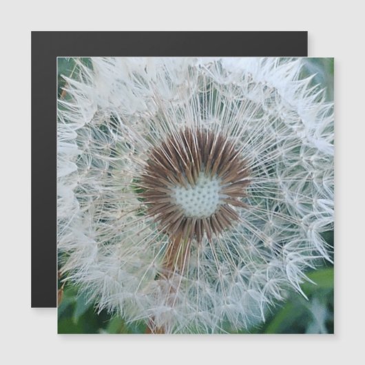 Lovely White Dandelio (Voorkant / Achterkant)