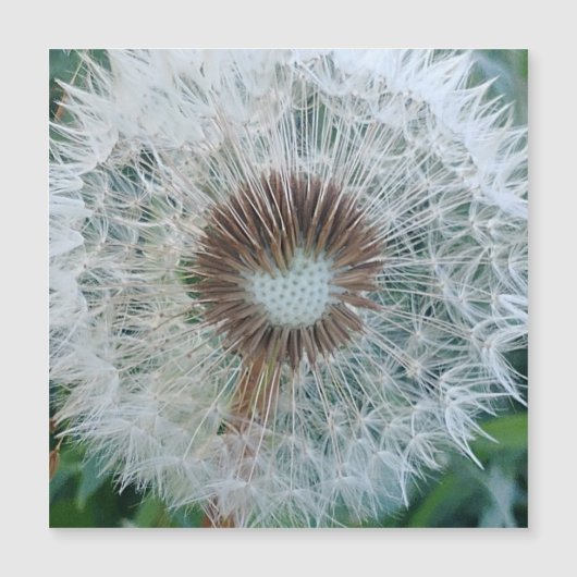 Lovely White Dandelio (Voorkant)