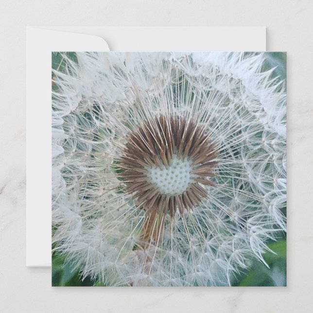 Lovely White Dandelion (Voorkant)