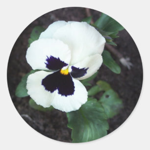 Lovely White Pansy Ronde Sticker