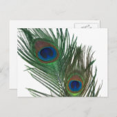 Lovely White Peacock Feather Briefkaart (Voorkant / Achterkant)