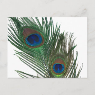 Lovely White Peacock Feather Briefkaart