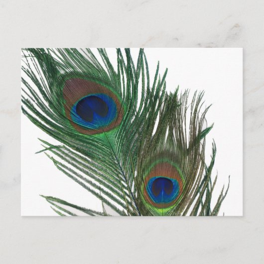 Lovely White Peacock Feather Briefkaart (Voorkant)