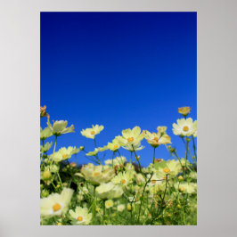 Lovely Yellow Cosmos Clear Blue Sky Flower Field Poster