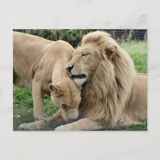 Lover Lions Briefkaart (Voorkant)