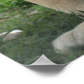 Lover Lions in Zuid-Afrika Poster (Hoek)