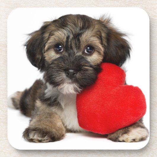 Lover Valentijn Havanese Puppy Dog Drankjes Onderzetter (Voorkant)