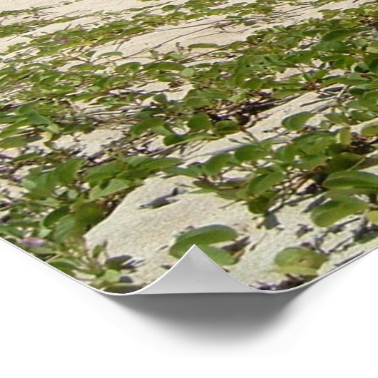 Lover's Beach, Nevis Poster (Hoek)