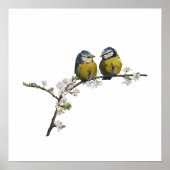 Lovevogels op een kerry blossom tak wit poster (Voorkant)