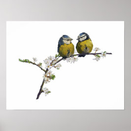 Lovevogels op een kerry blossom tak wit poster