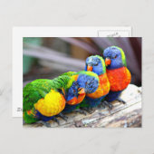 Lovey-Dovey Parrots Briefkaart (Voorkant / Achterkant)