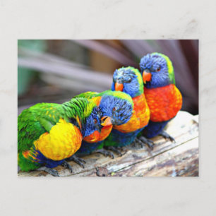 Lovey-Dovey Parrots Briefkaart