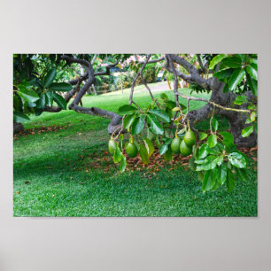 Low Hanging Avocado's op een Verre, eiland Hawaï Poster