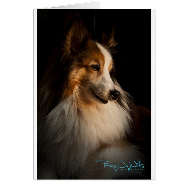 Low Key Shetland Sheepdog (Voorkant)