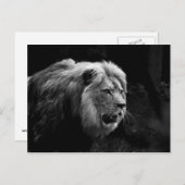 löwe briefkaart (Voorkant / Achterkant)