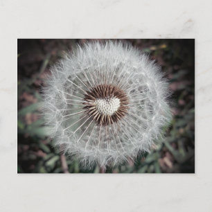 Löwenzahn Briefkaart