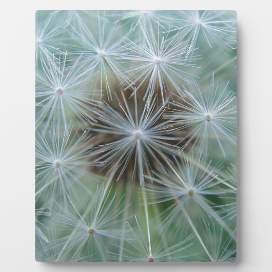 Löwenzahnmuster Fotoplaat (Voorkant)