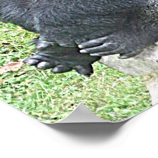 Lowland Gorilla in Sitting Pose Poster (Hoek)