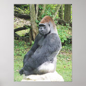 Lowland Gorilla in Sitting Pose Poster (Voorkant)