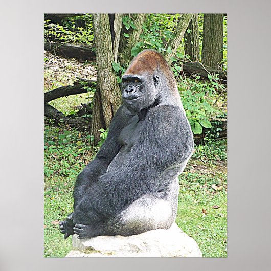 Lowland Gorilla in Sitting Pose Poster (Voorkant)
