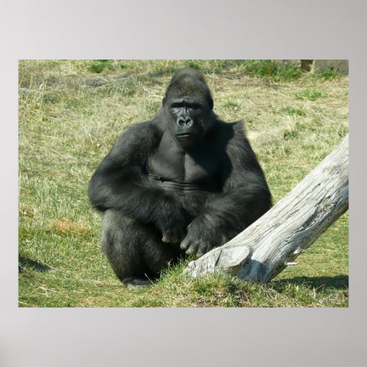 Lowland Gorilla Poster (Voorkant)