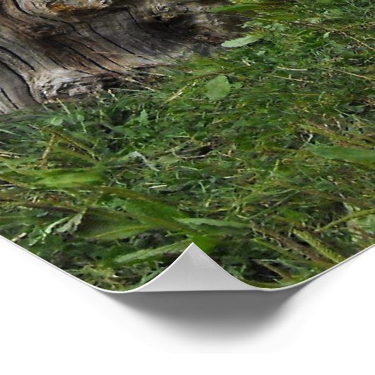 Lowland Gorilla silverback man in Durrell Zoo Poster (Hoek)