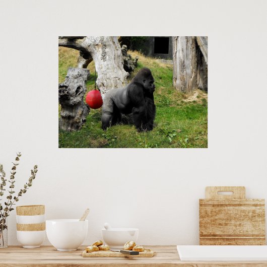 Lowland Gorilla silverback man in Durrell Zoo Poster (Keuken)