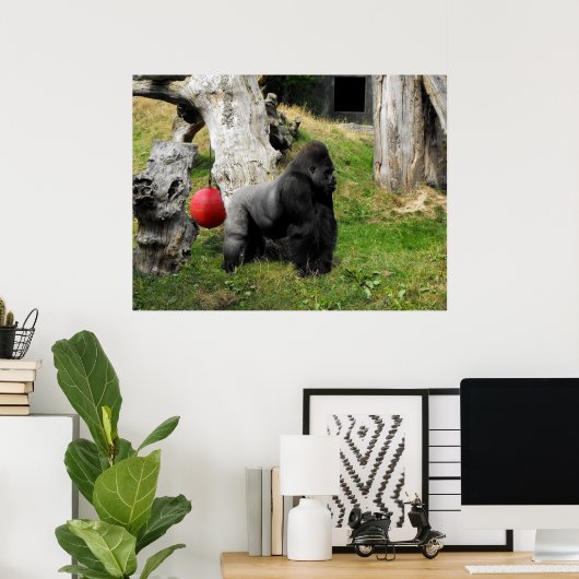 Lowland Gorilla silverback man in Durrell Zoo Poster (Thuiskantoor)