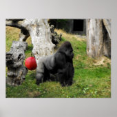 Lowland Gorilla silverback man in Durrell Zoo Poster (Voorkant)