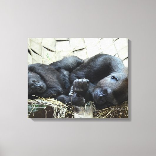 Lowland Gorillas Napping Canvas Afdruk (Voorkant)