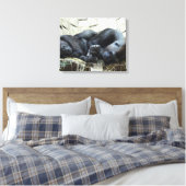 Lowland Gorillas Napping Canvas Afdruk (Insitu (Slaapkamer))