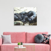 Lowland Gorillas Napping Canvas Afdruk (Insitu (Woonkamer))