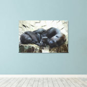 Lowland Gorillas Napping Canvas Afdruk (Insitu (Houten vloer))