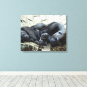 Lowland Gorillas Napping Canvas Afdruk (Insitu (Houten vloer))