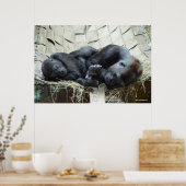 Lowland Gorillas Napping Poster (Keuken)